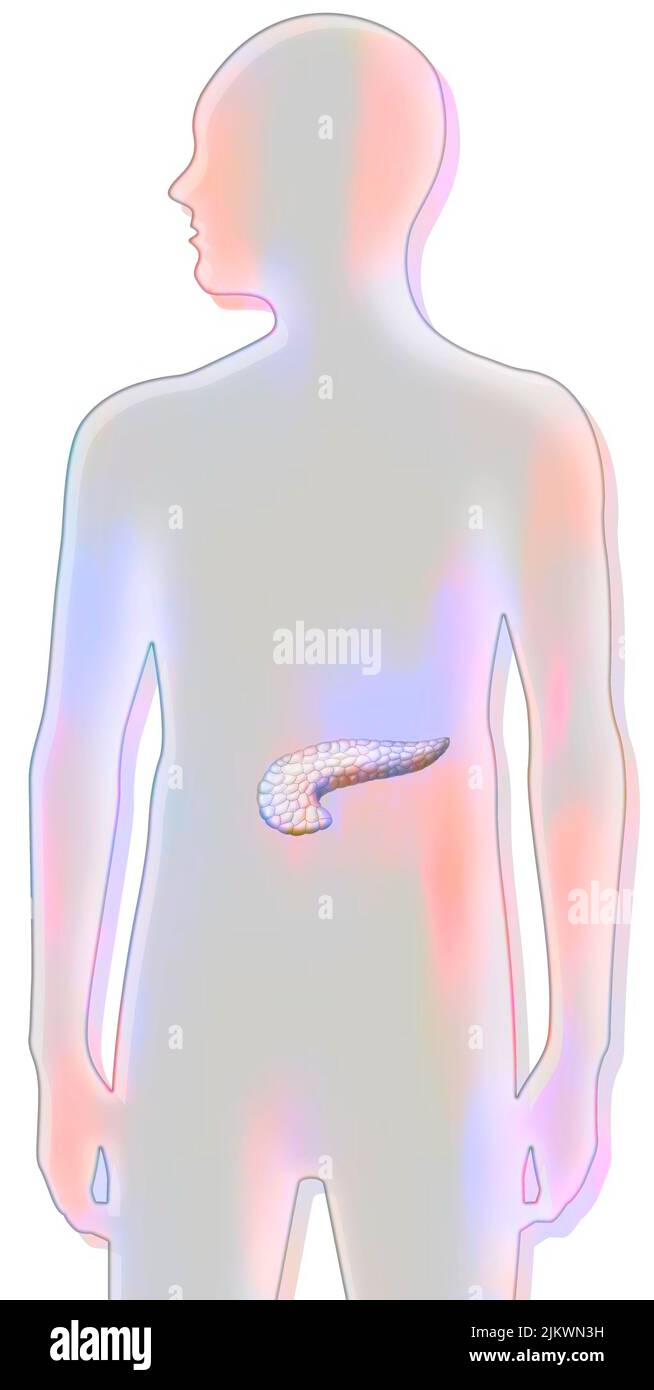 Pancreas posto in una silhouette maschile. Foto Stock