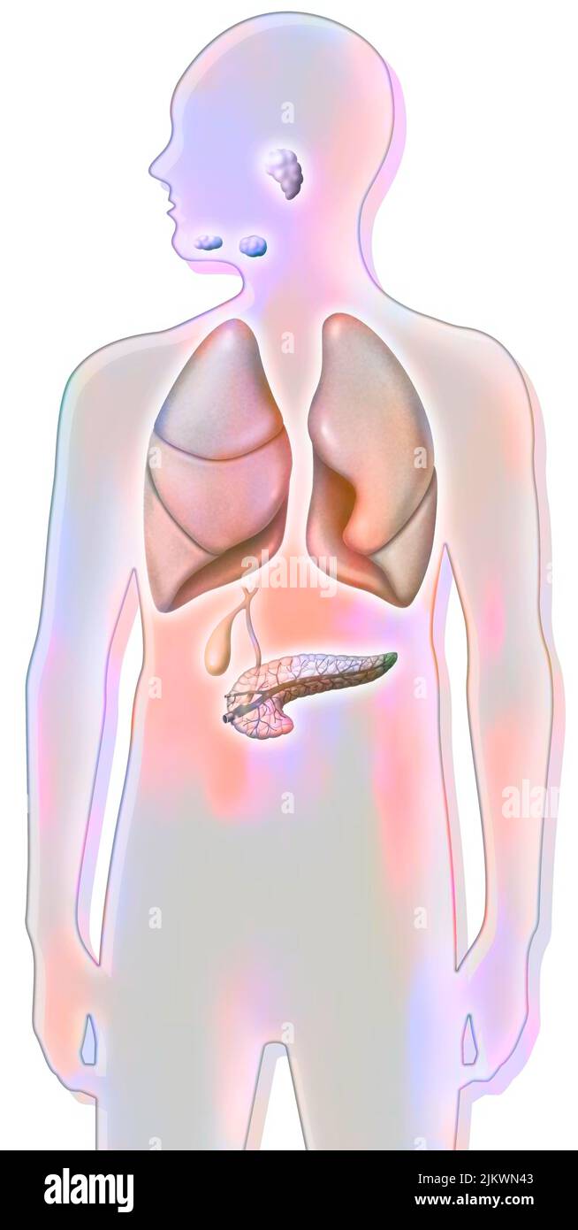 Ghiandole salivari (sublinguali, submandibolari, parotidi), polmoni e pancreas. Foto Stock