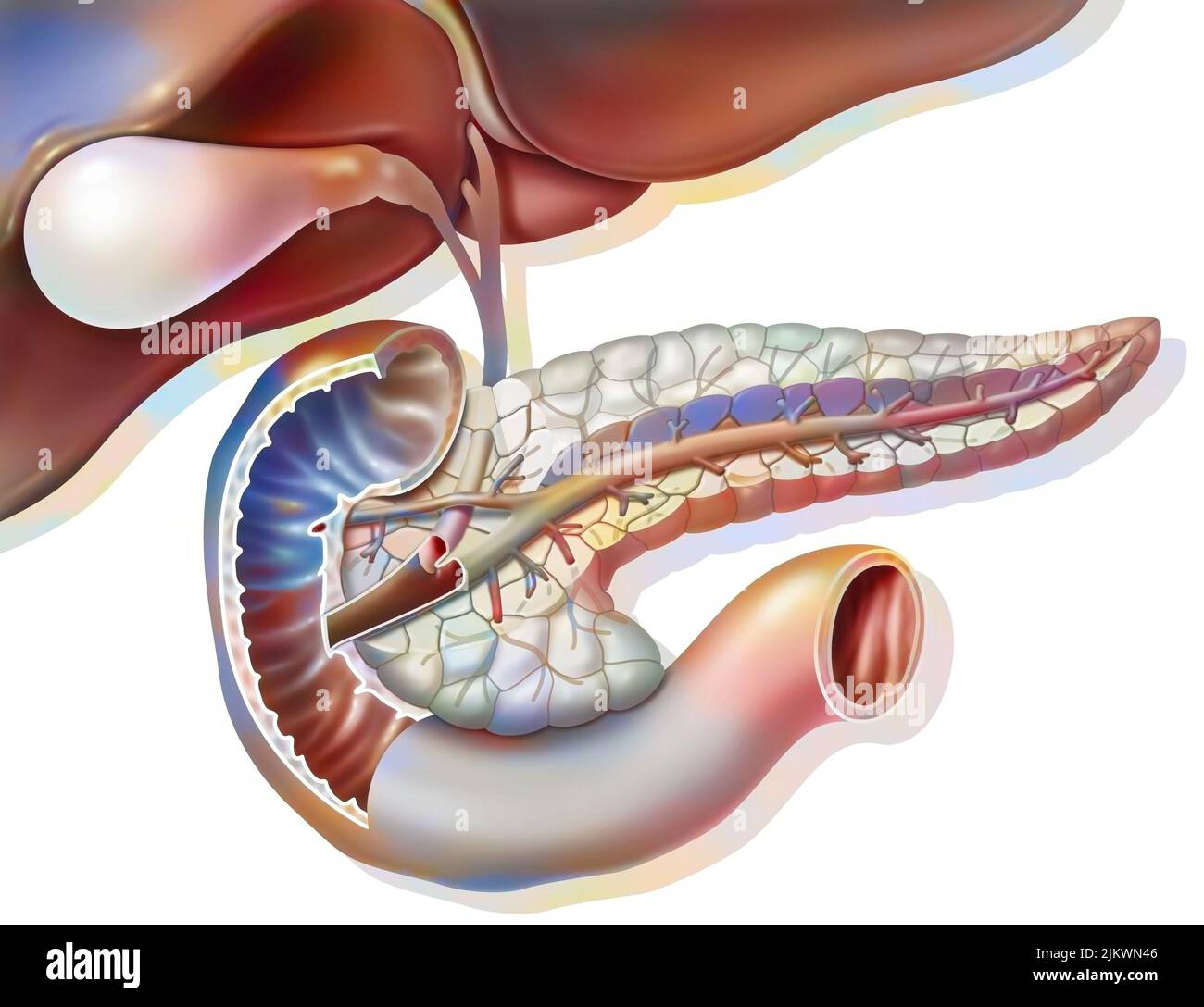 Anatomia sezionale del pancreas con cistifellea e dotto biliare comune. Foto Stock