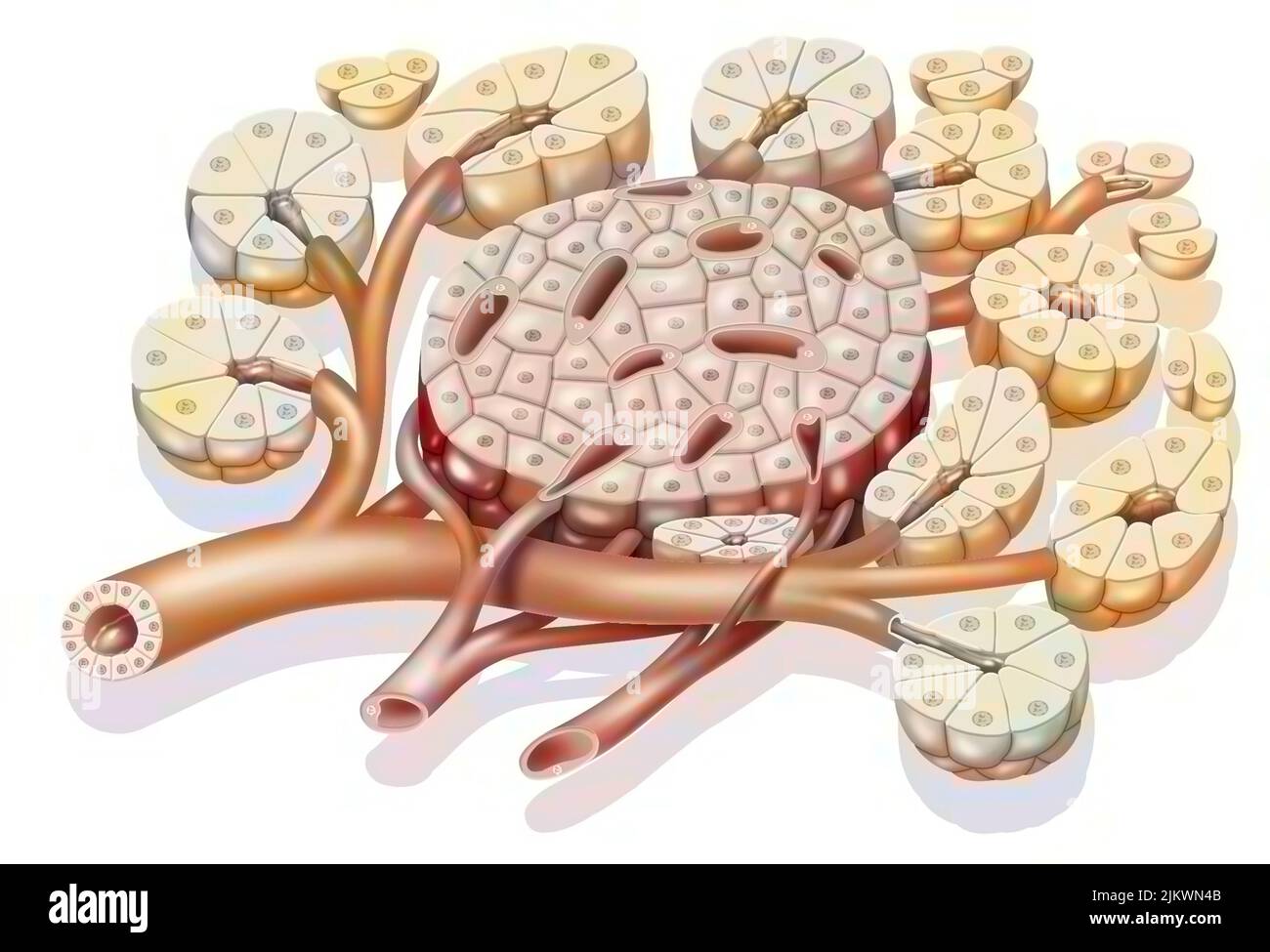 Pancreas: Isolotti di Langerhans (cluster di cellule) circondati da acini pancreatici. Foto Stock