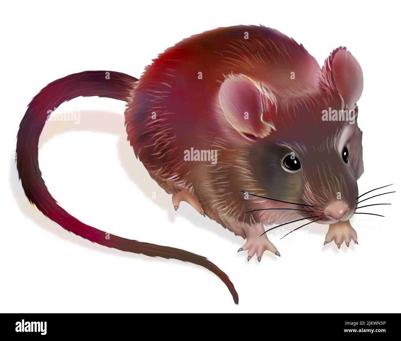 Rappresentazione di un mouse da laboratorio su sfondo bianco. Foto Stock