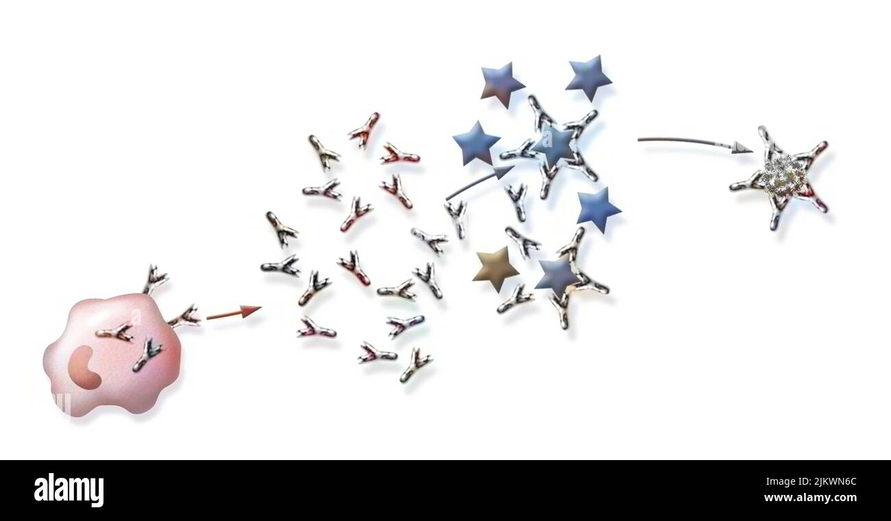 Reazione immunitaria: Distruzione del virus dell'influenza da parte degli anticorpi. Foto Stock