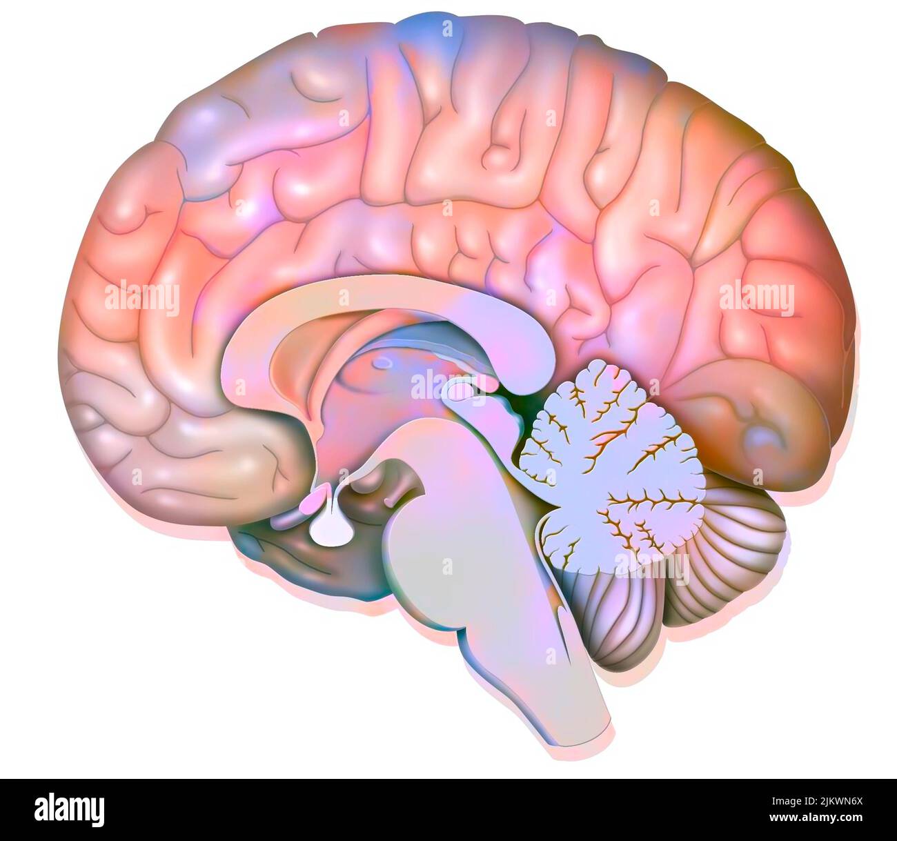 Sezione sagittale media del cervello umano che mostra l'ipotalamo. Foto Stock