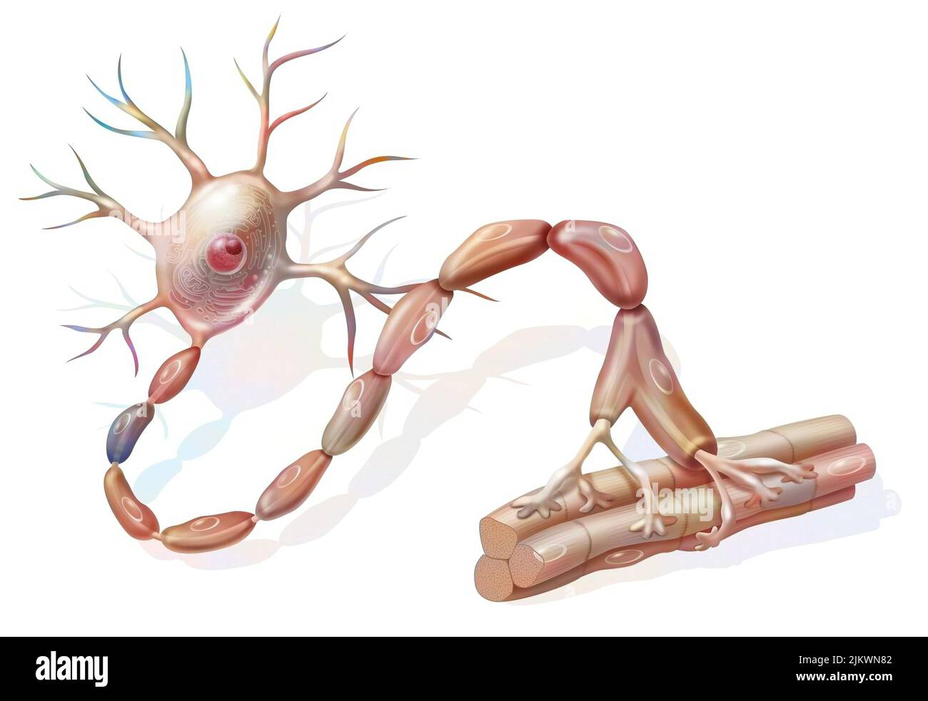 Motoneurone: Neurone a contatto con fibre muscolari. Foto Stock
