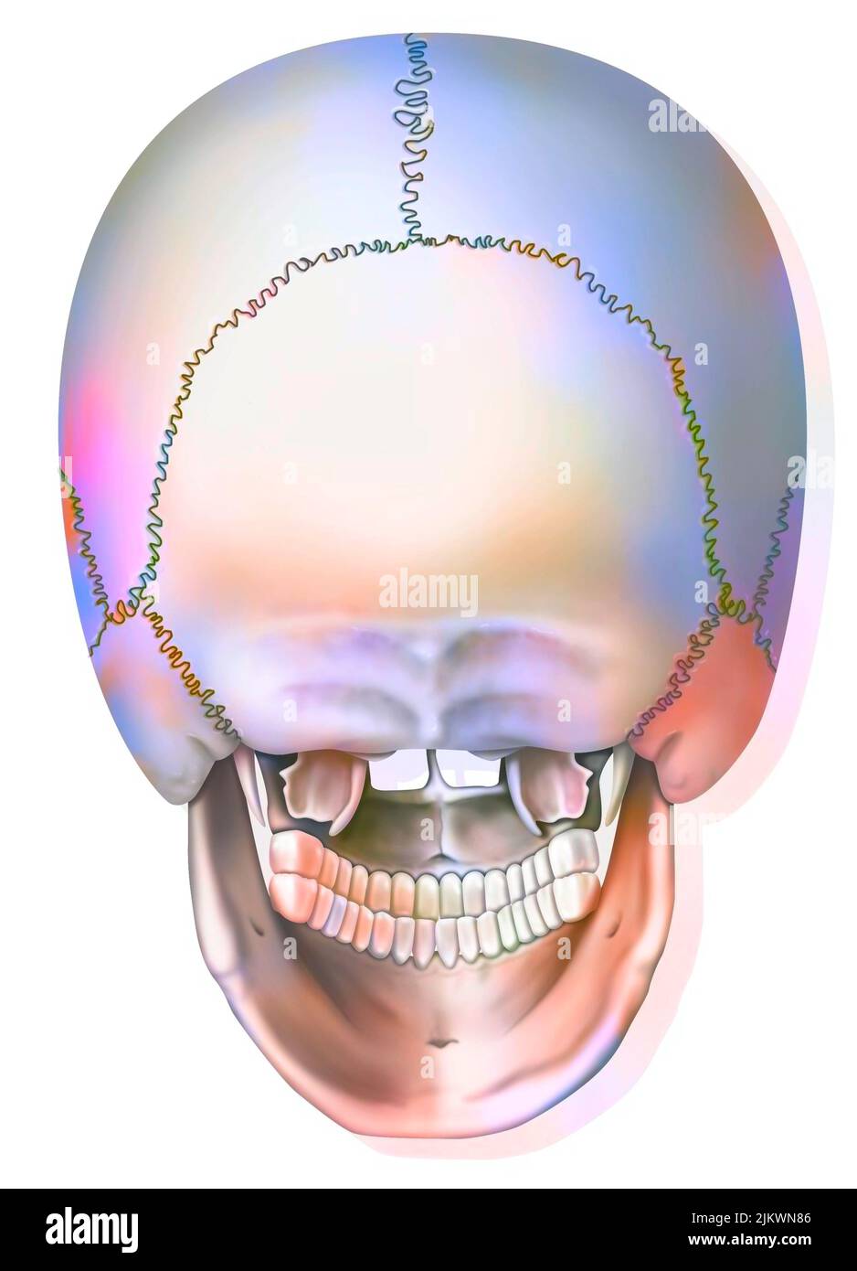 Vista posteriore delle ossa del cranio e della mandibola. Foto Stock
