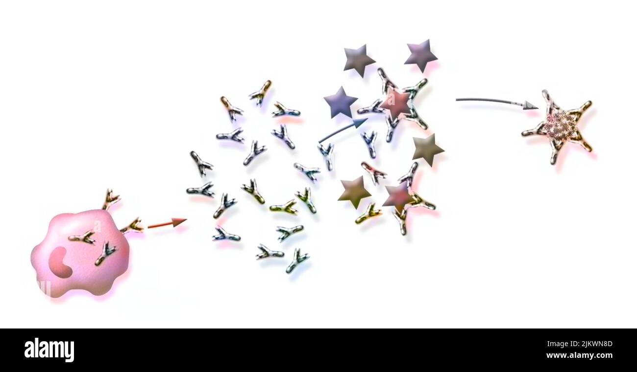 Reazione immunitaria: Distruzione del virus dell'influenza da parte degli anticorpi. Foto Stock