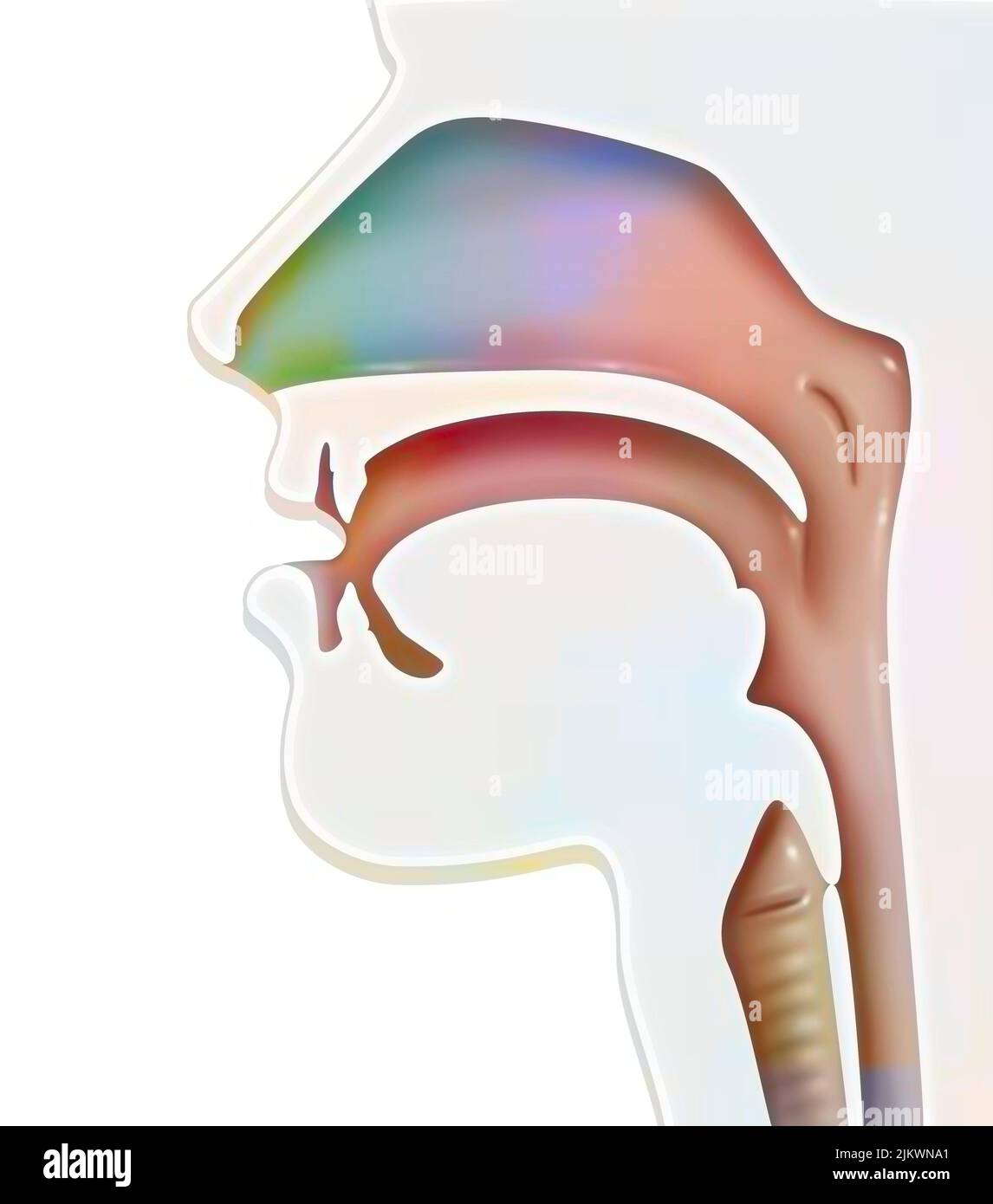 Rappresentazione delle vie aeree (ENT) negli esseri umani. Foto Stock