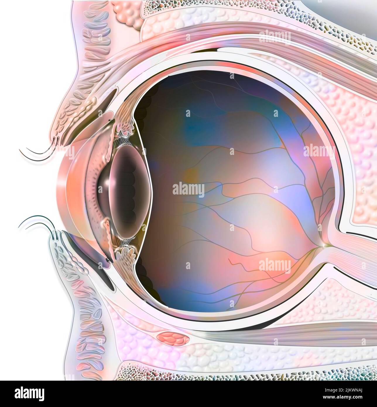 Anatomia di un occhio nella sezione che mostra lente, retina. Foto Stock