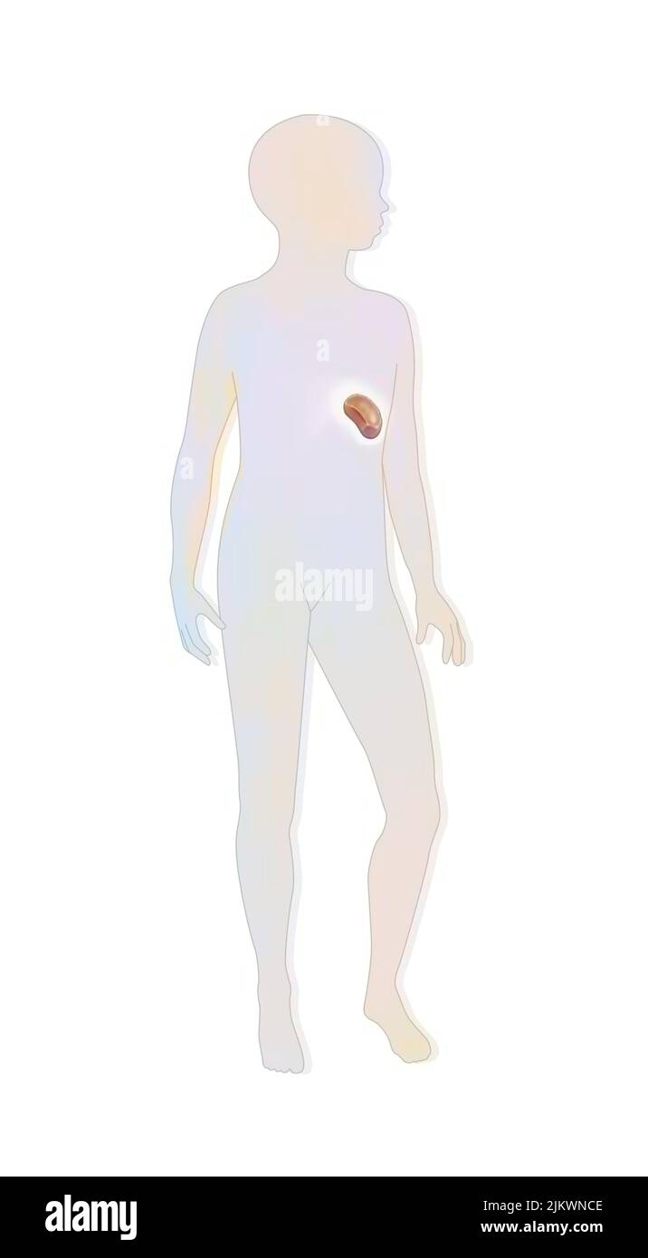 Posizione della milza nella silhouette di un bambino. Foto Stock