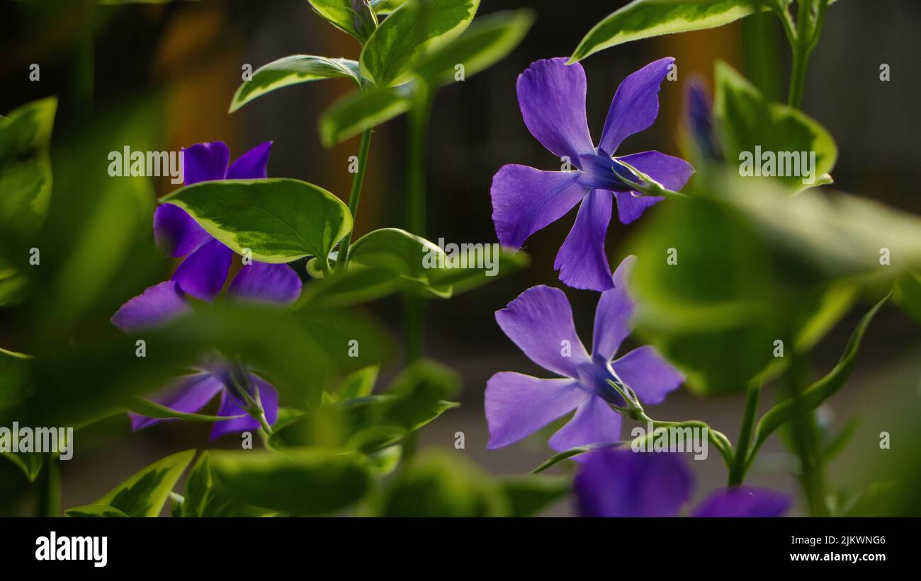 Un primo piano di Catharanthus roseus, comunemente noto come occhi luminosi, Cape periwinkle. Foto Stock