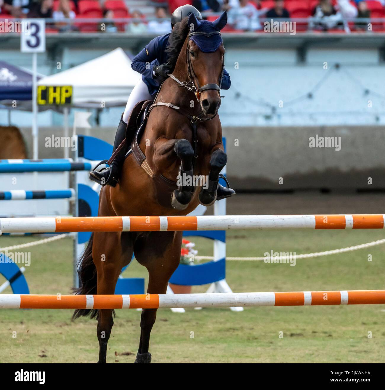 Un equestre professionista su una corsa di cavalli bruni durante il Sydney Agricultural Show Foto Stock