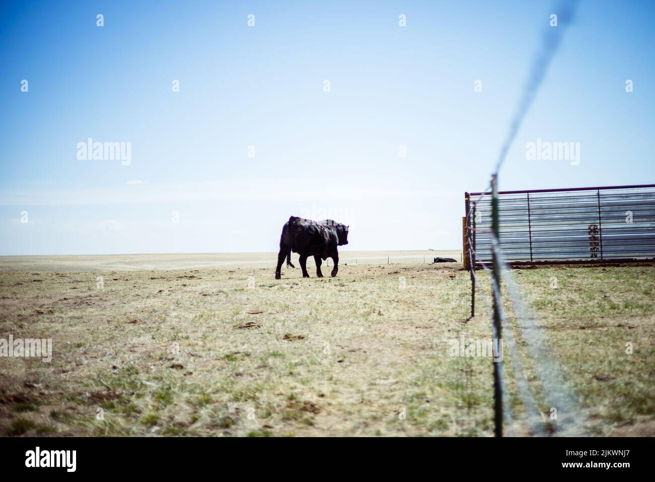 Un bel colpo di mucca in un campo durante il giorno Foto Stock