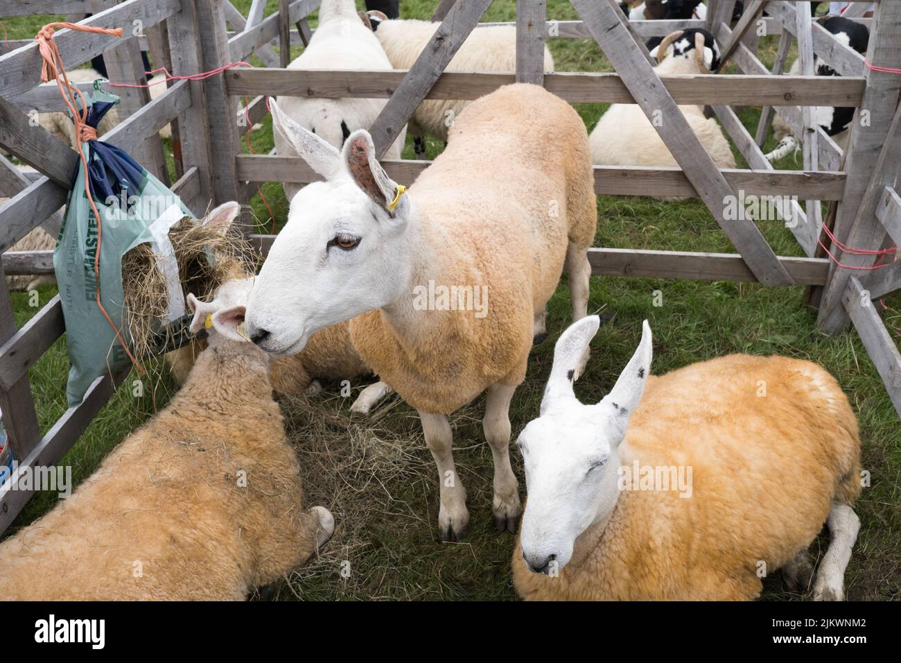 Pecore nella penna al Carmel Show Cumbria Agosto 2022 Foto Stock