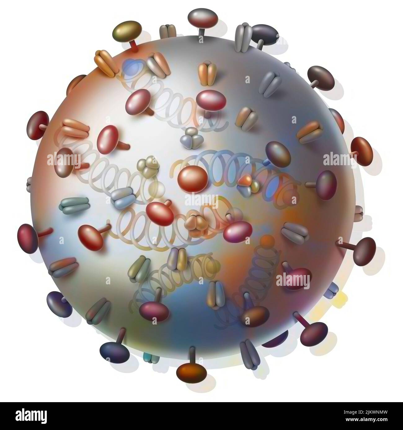 Virus influenzali e proteine che si legano alle cellule ospiti. Foto Stock