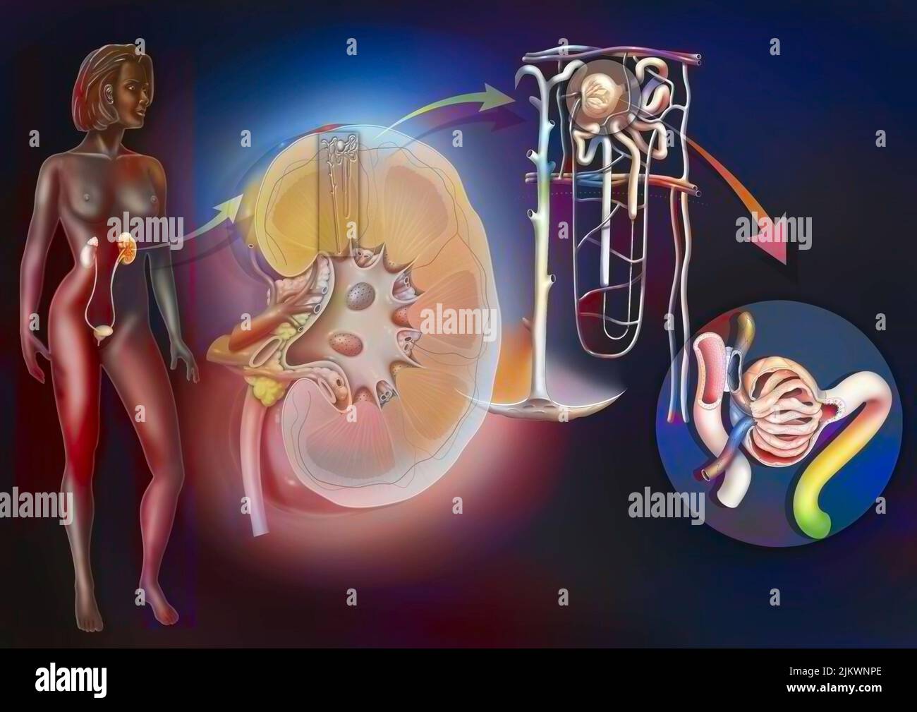 Sistema urinario dal rene al glomerulo con strutture di rene e uretere. Foto Stock
