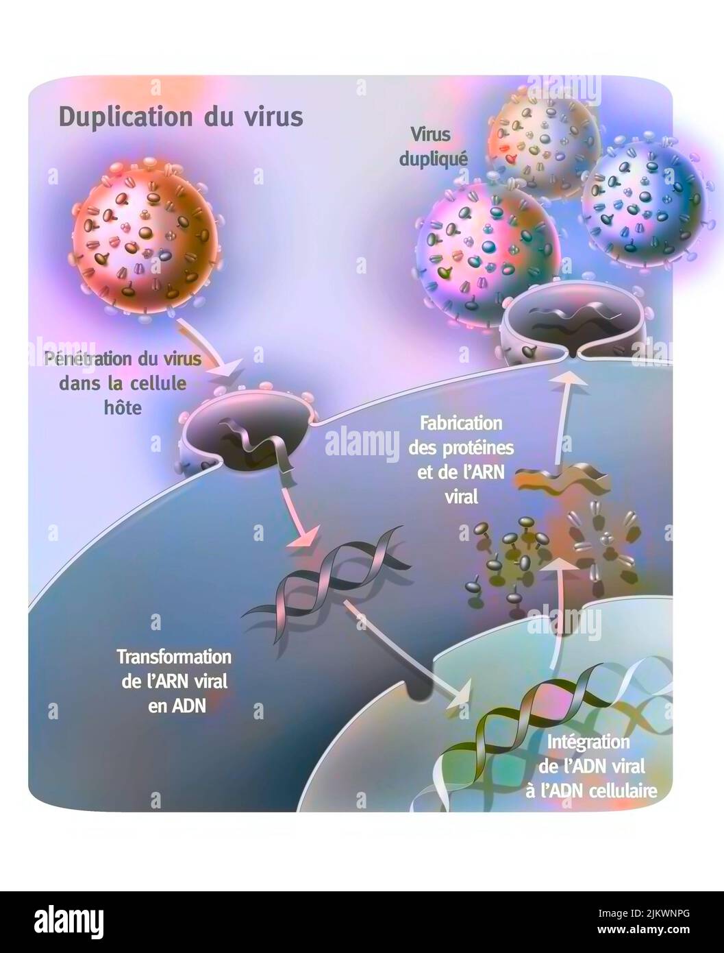 Penetrazione e replicazione di un retrovirus (esempio: AIDS) in una cellula ospite. Foto Stock