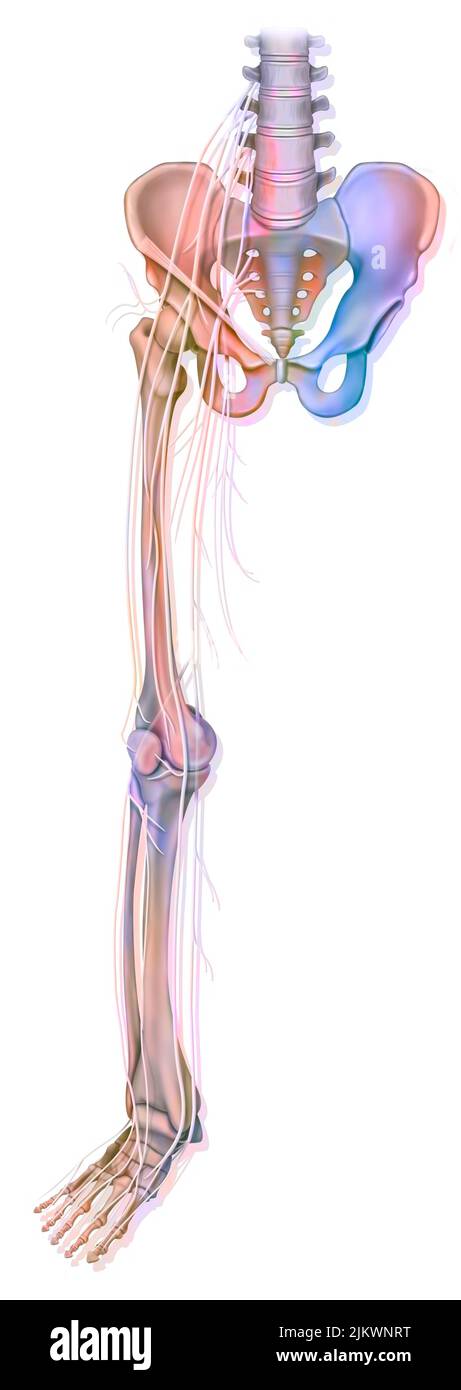 Anatomia dei nervi dell'arto inferiore (gamba). Foto Stock