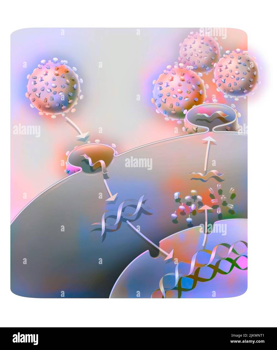 Penetrazione e replicazione di un retrovirus (esempio: AIDS) in una cellula ospite. Foto Stock