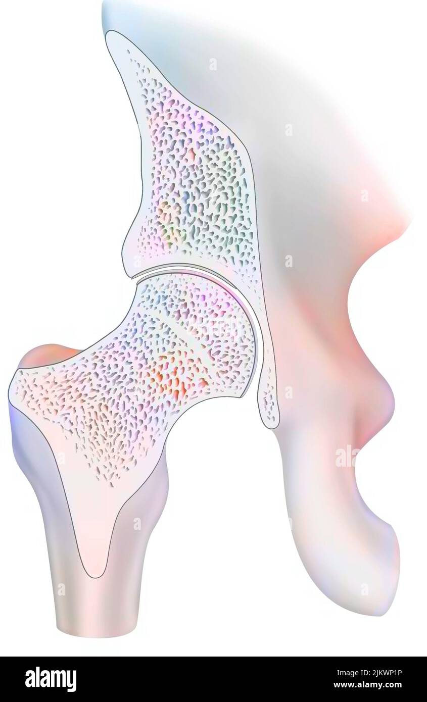 Sezione mediosagittale di un'articolazione sana dell'anca. Foto Stock