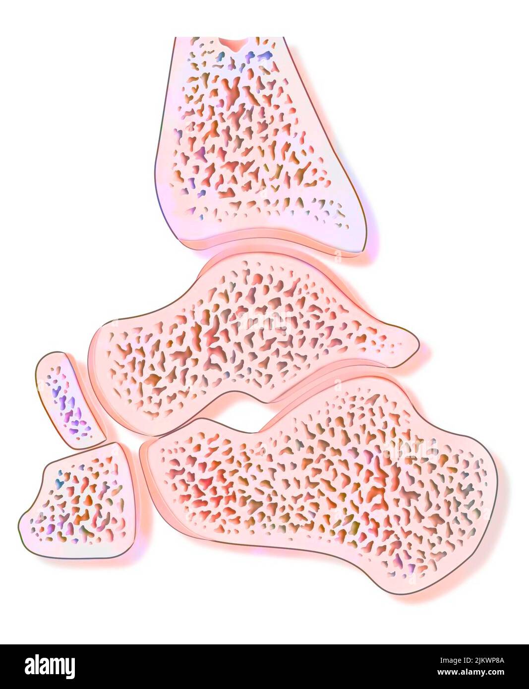 Sezione sagittale media di un'articolazione sana della caviglia. Foto Stock