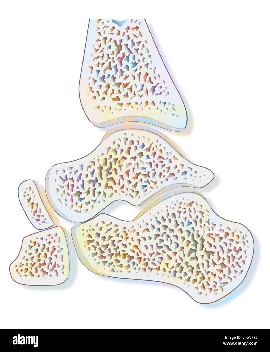 Sezione sagittale media di un'articolazione sana della caviglia. Foto Stock