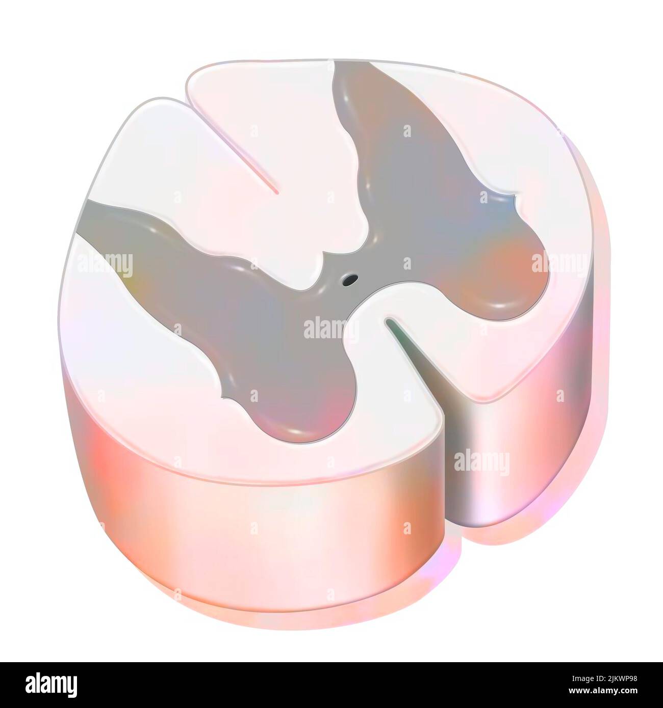 Struttura del midollo spinale con materia bianca e grigia. Foto Stock