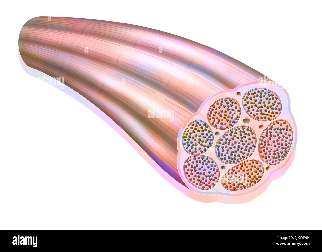 Fibra muscolare che mostra le miofibrille costituite da miofilamenti (actina e miosina). Foto Stock