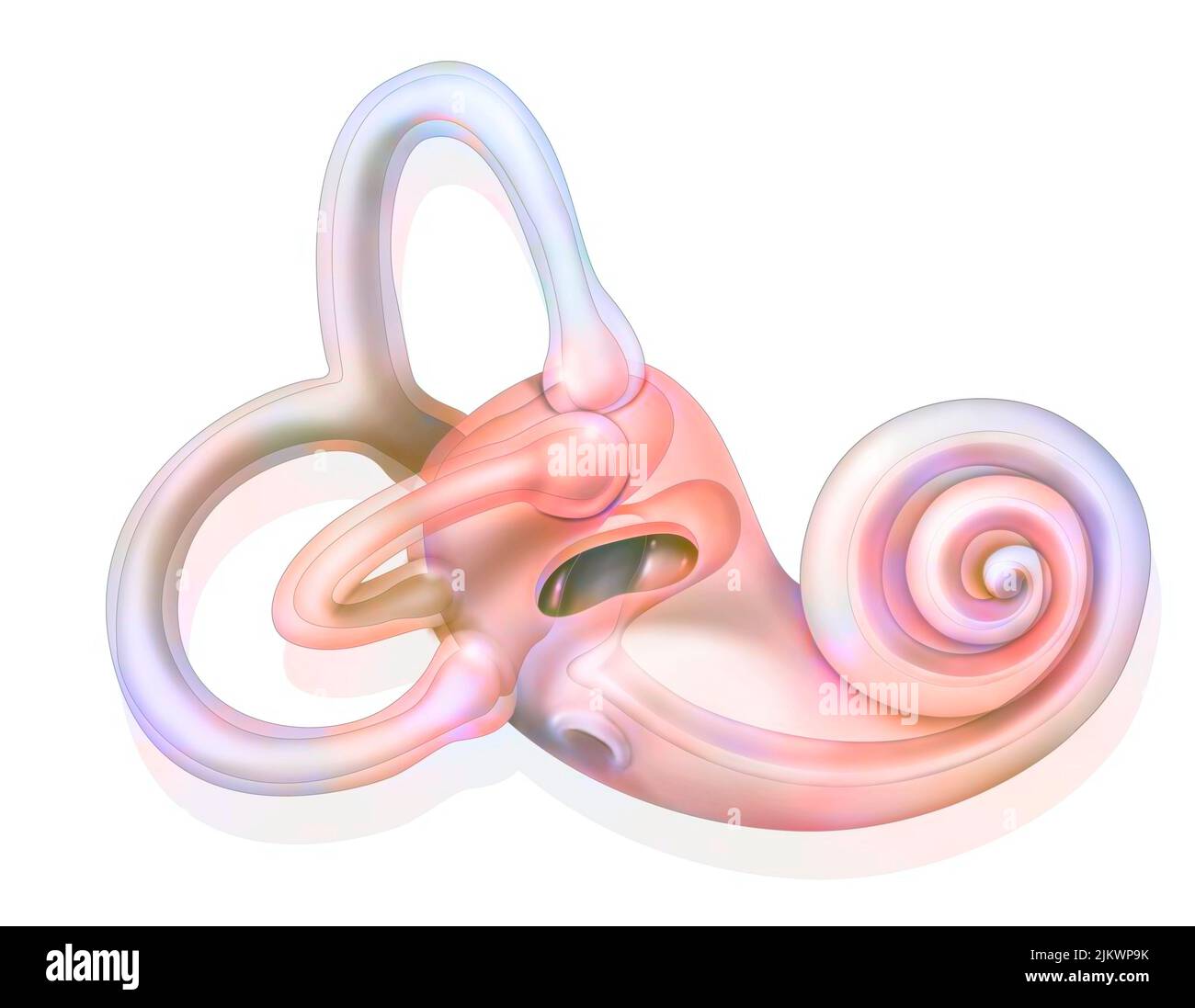 Anatomia dell'orecchio interno che mostra il maculo. Foto Stock