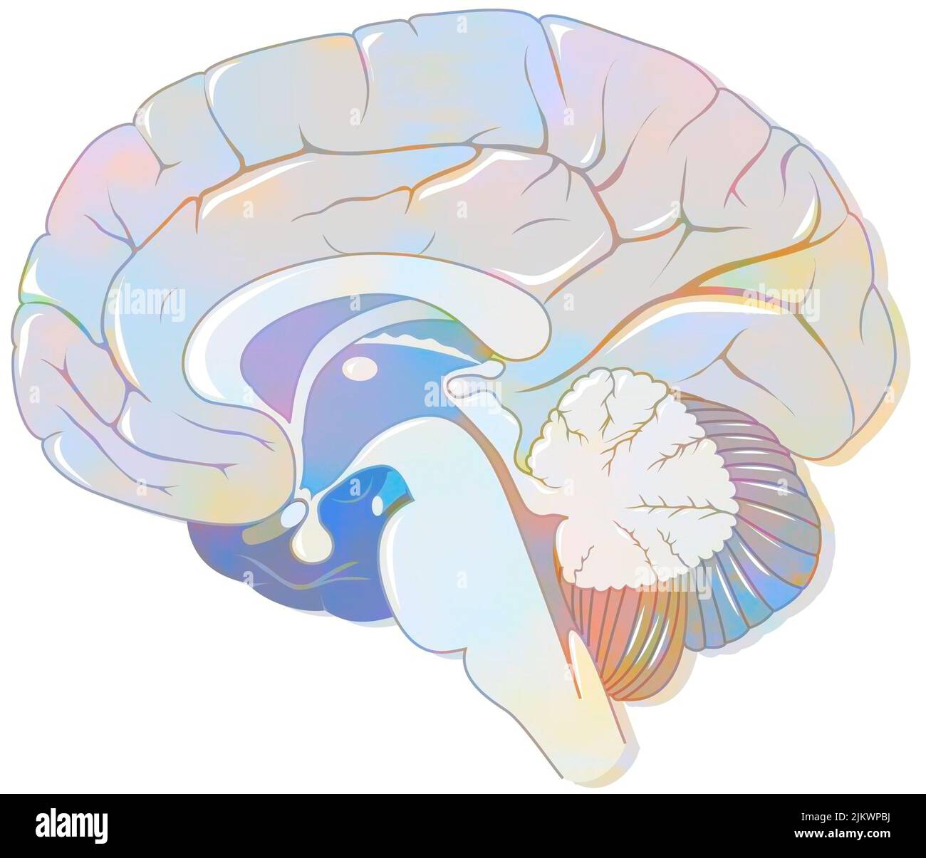 Sezione sagittale del cervello con meningi e liquido cerebrospinale. Foto Stock