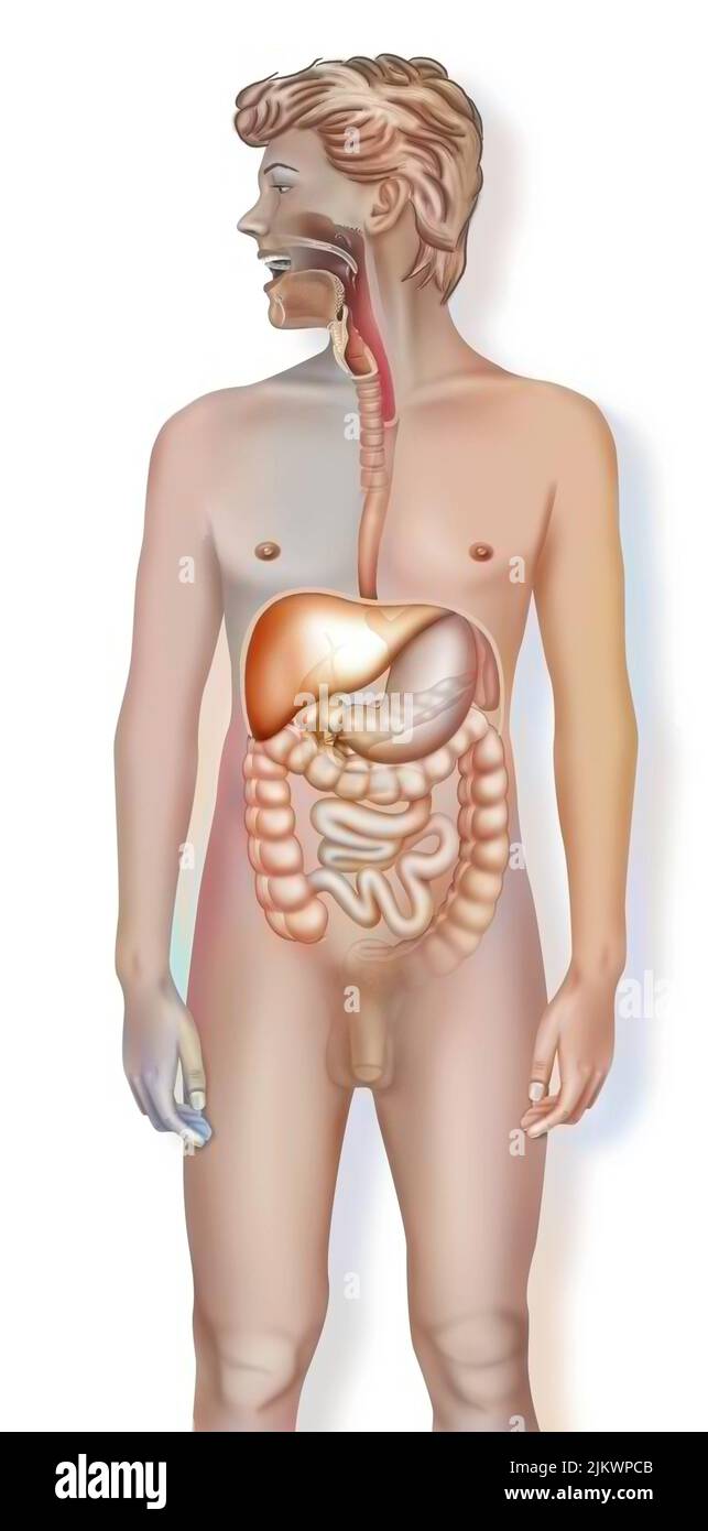 Anatomia del sistema digestivo umano con stomaco, intestino tenue. Foto Stock