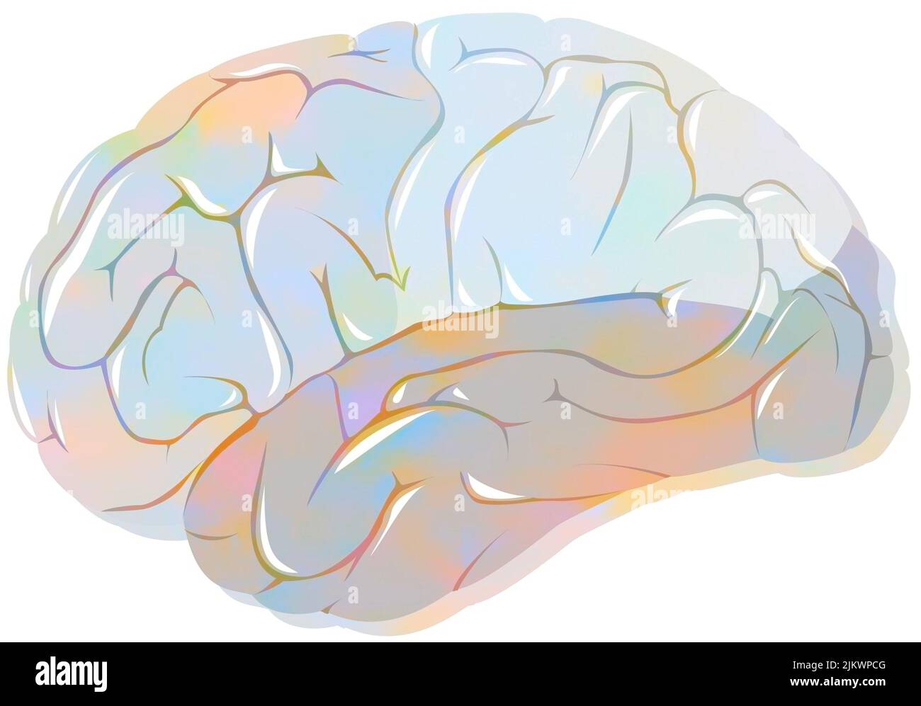 Lobi del cervello con lobi frontali, parietali, temporali e occipitali. Foto Stock