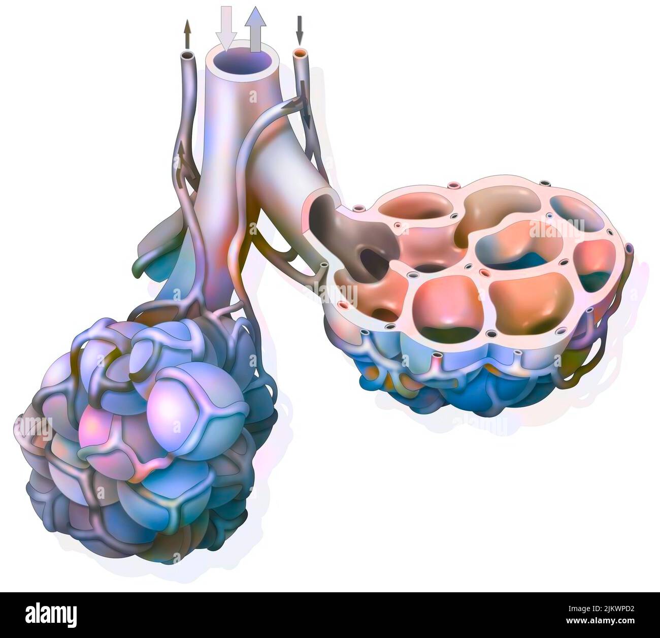 Polmone: Alveolo polmonare con la sua rete capillare che permette lo scambio di gas. Foto Stock