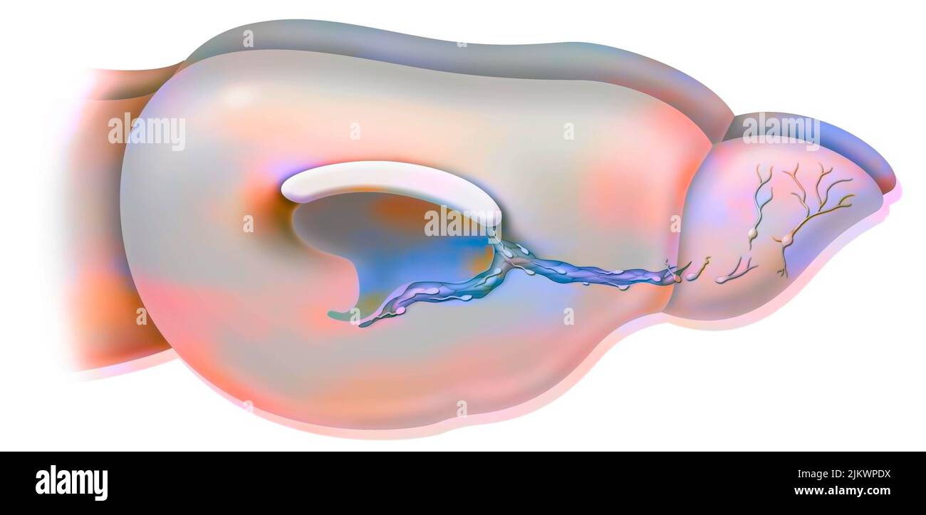 Neurogenesi: Cervello di un roditore adulto con migrazione di neuroblasti. Foto Stock