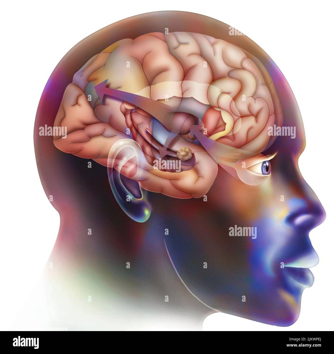 Primo punto nel funzionamento del cervello quando cadete nell'amore. Il talamo invia informazioni all'ippocampo, che gli permette di fare riferimenti incrociati con memorie già vissute, è lo stesso meccanismo di uno stress. Foto Stock