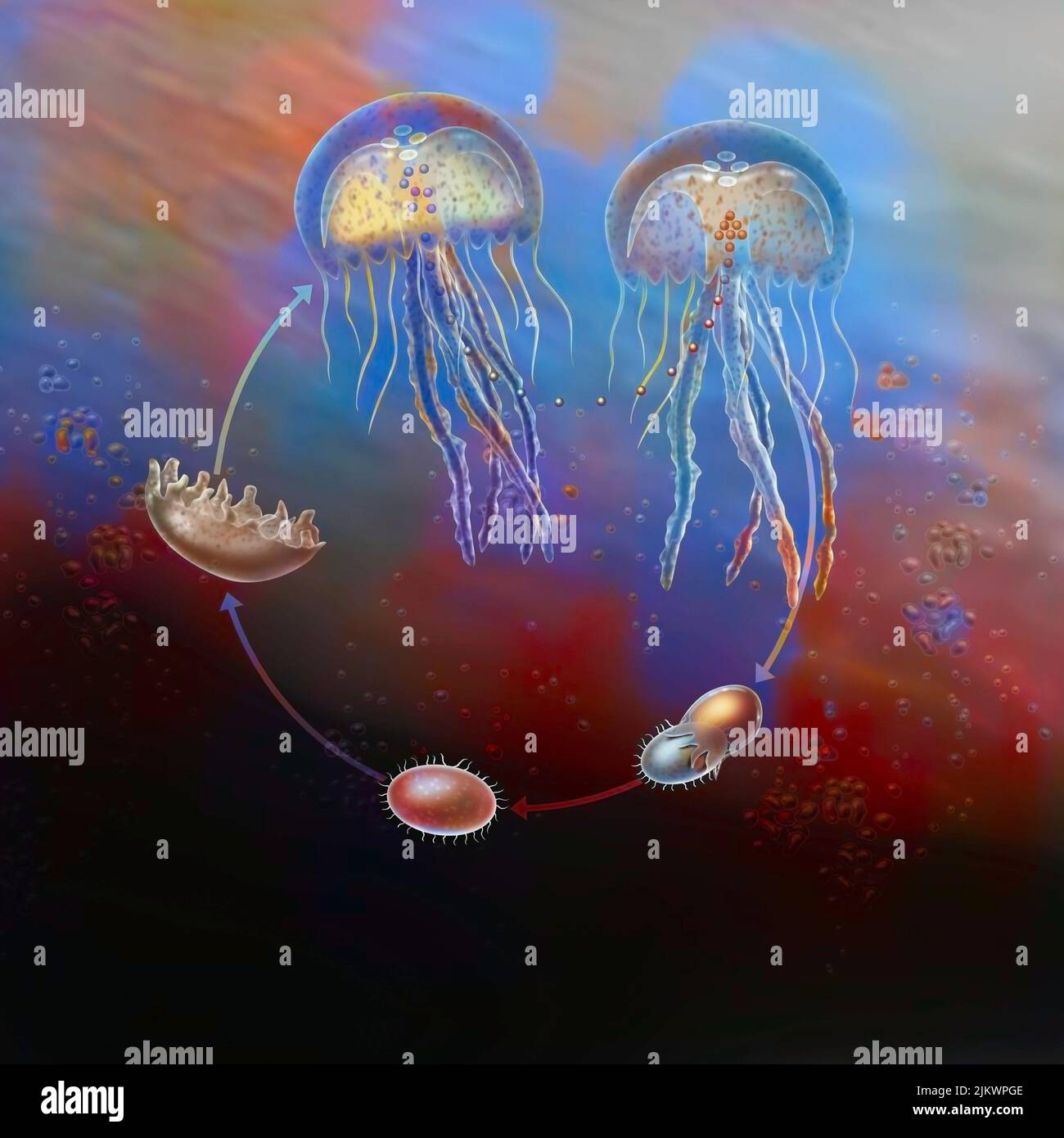 Ciclo di vita della medusa (pelagia nottiluca) dalla fecondazione all'età adulta. Foto Stock