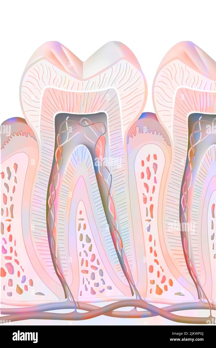 Disegno di una sezione sagittale dei denti e delle sue radici. Foto Stock