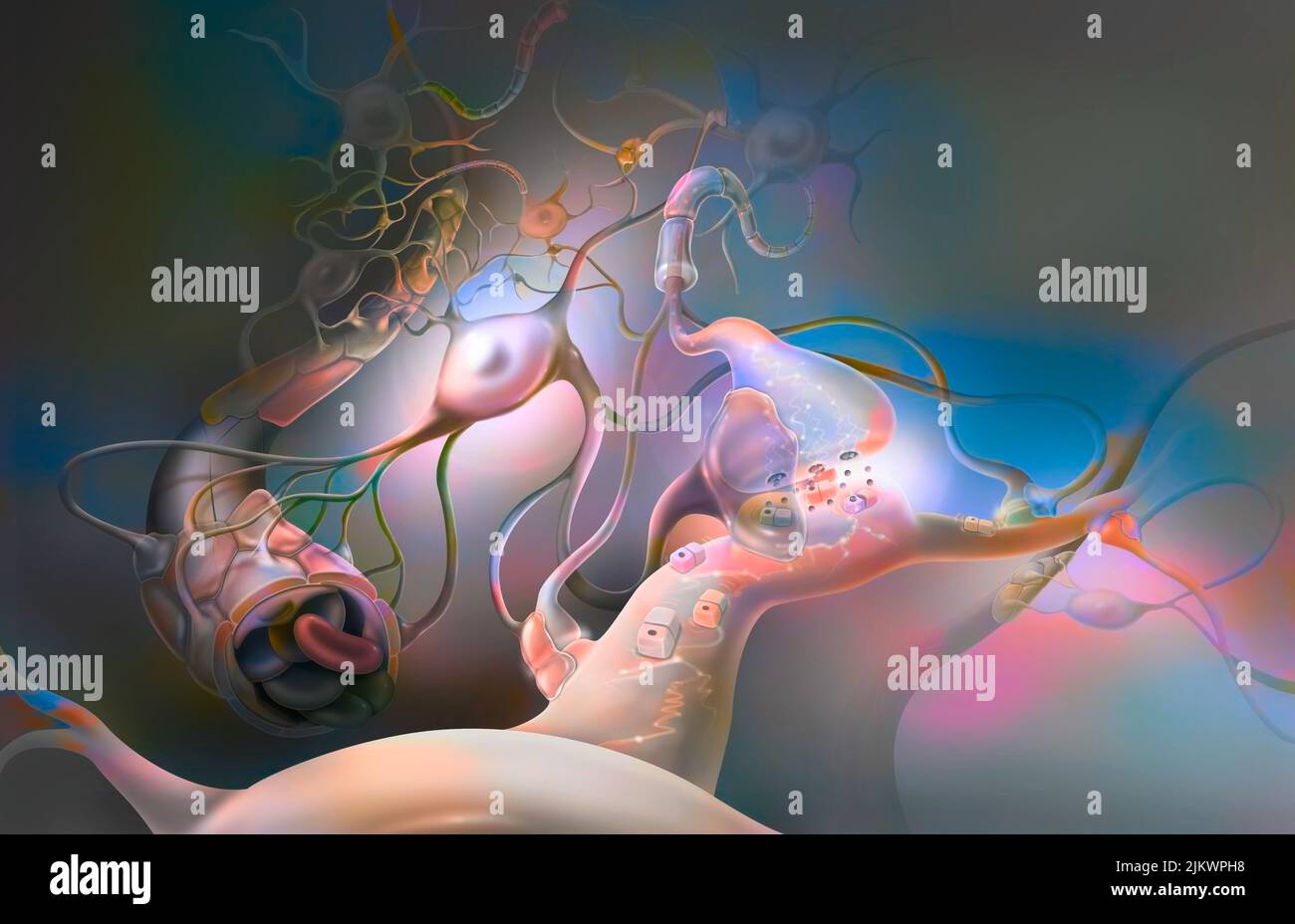 Cervello: Rete di astrociti (cellule gliali che supportano i neuroni). Foto Stock