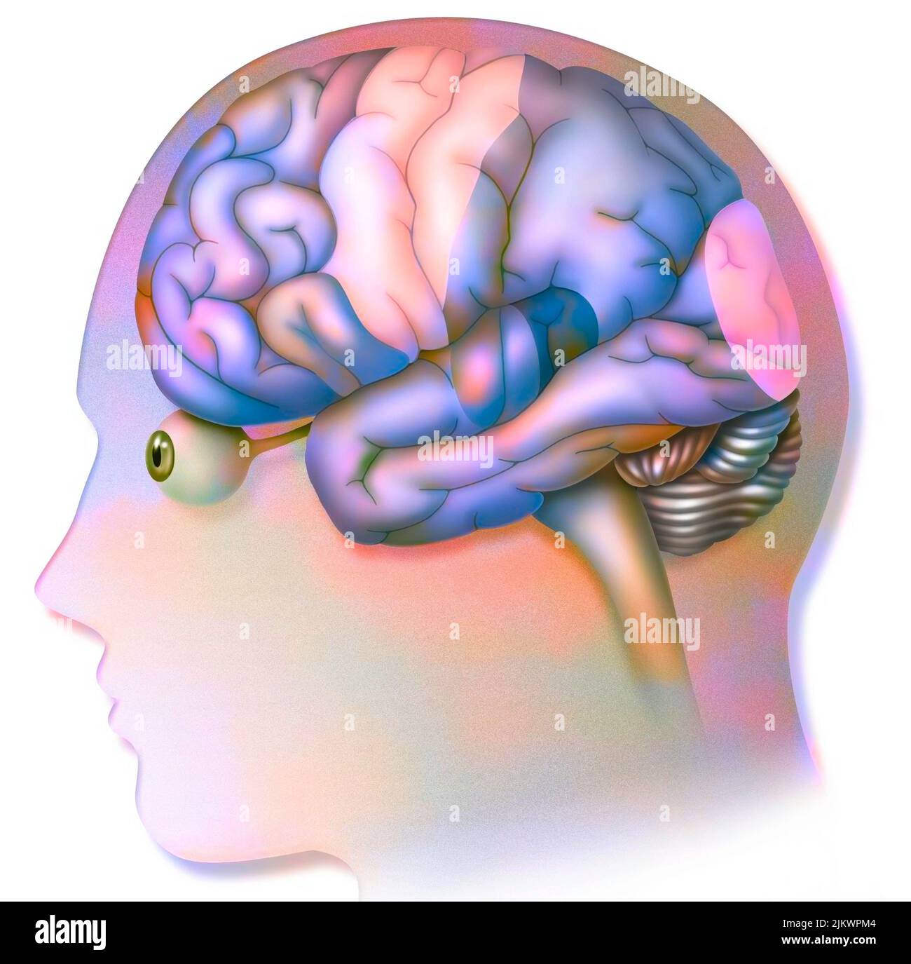 Cervello umano con aree (lingua, udito, visione) e corticali (motoria, sensoriale). Foto Stock