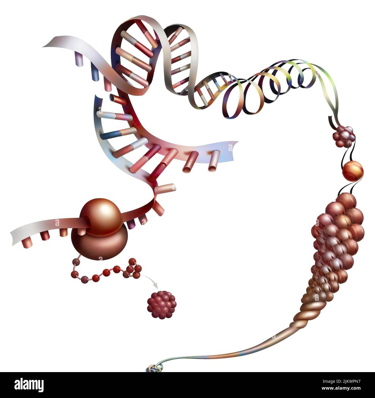 Dettaglio che rappresenta la sintesi di una proteina da RNA messaggero. Foto Stock