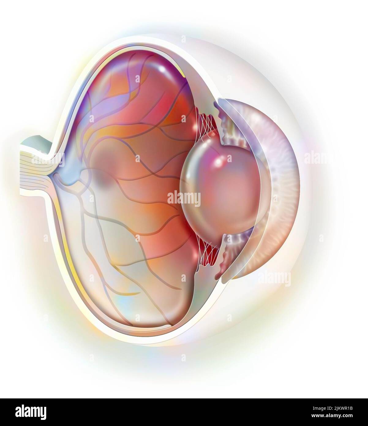 Vista sagittale dell'anatomia dell'occhio che mostra lente, retina, cornea, iride, coroide. Foto Stock