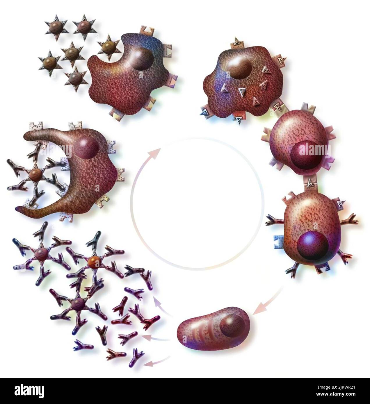 Immunologia: Reazione immunitaria classica a seguito dell'aggressività dell'antigene. Foto Stock