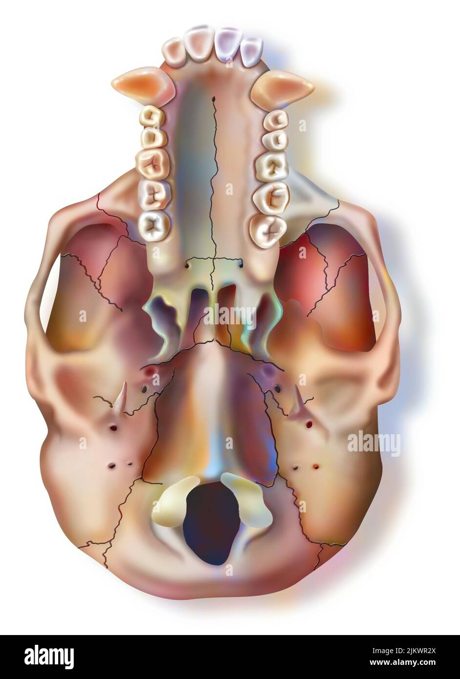Vista inferiore del cranio dello scimpanzé con la mandibola superiore. Foto Stock