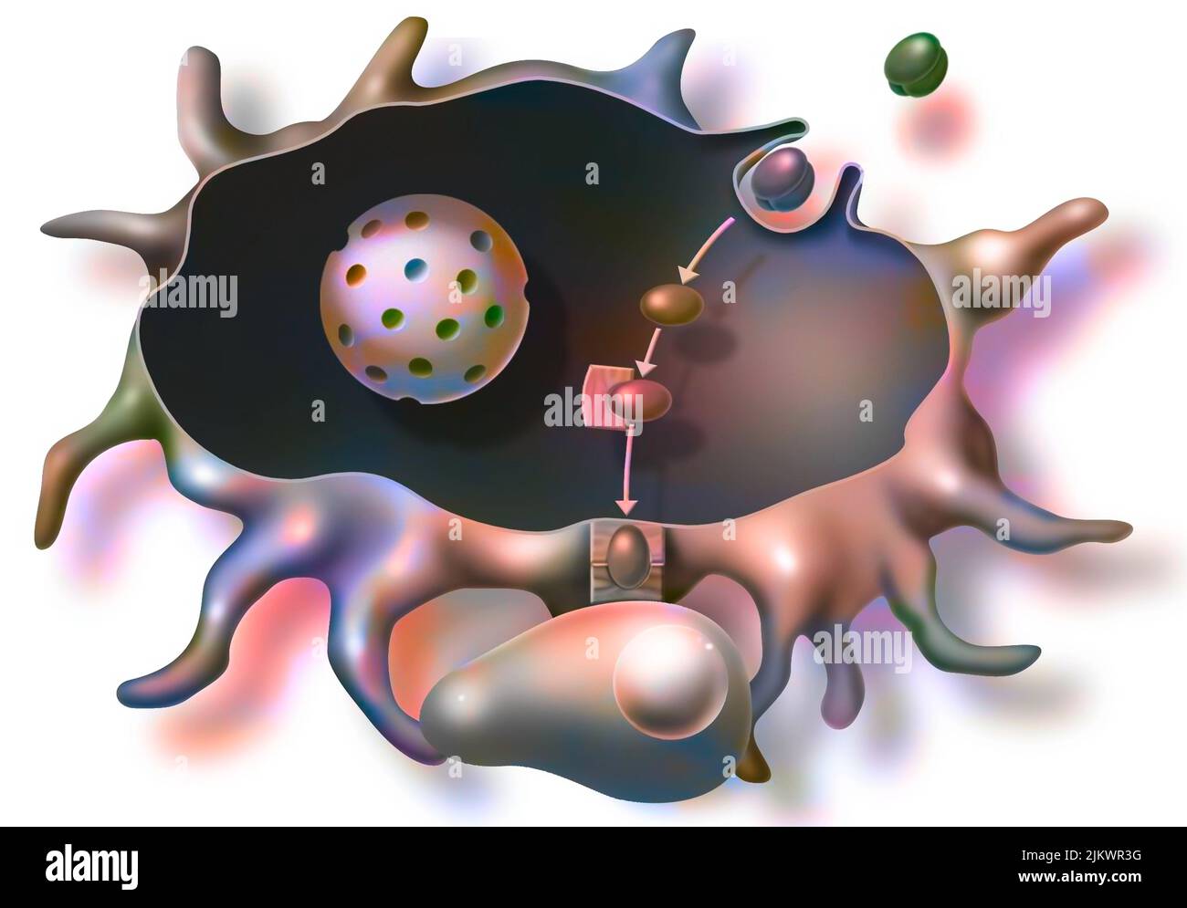 Reazione immunitaria innescata da molecole del virus dell'AIDS iniettate dalla vaccinazione. Foto Stock
