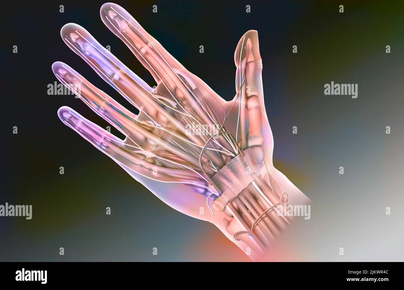 Anatomia del volto palmo della mano e del suo contenuto: Nervo mediano, tendini, arteria radiale. Foto Stock