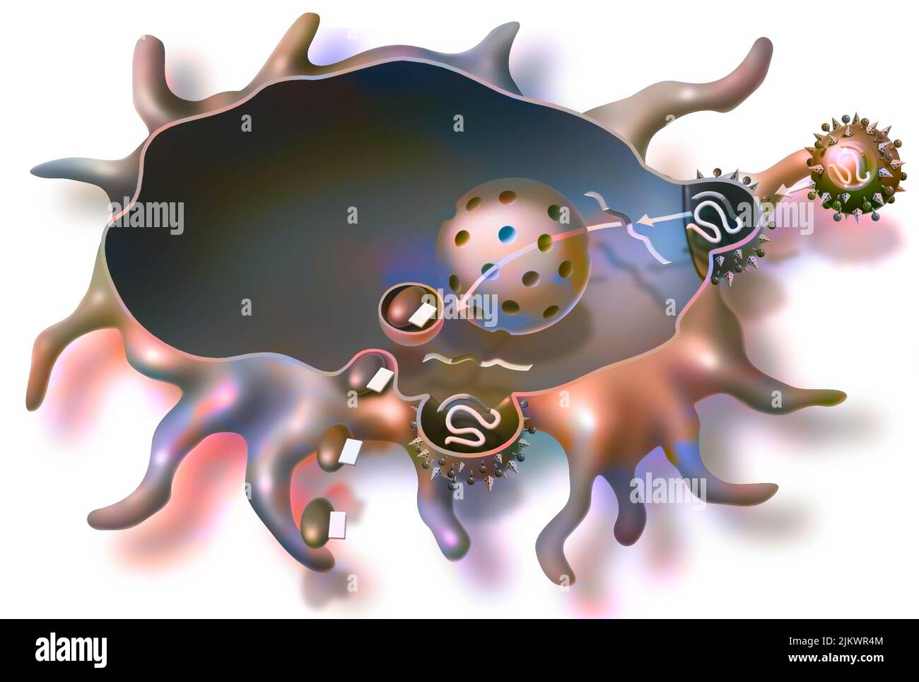 Fabbricazione di pezzi del virus dell'AIDS da parte di un macrofago dopo la vaccinazione. Foto Stock