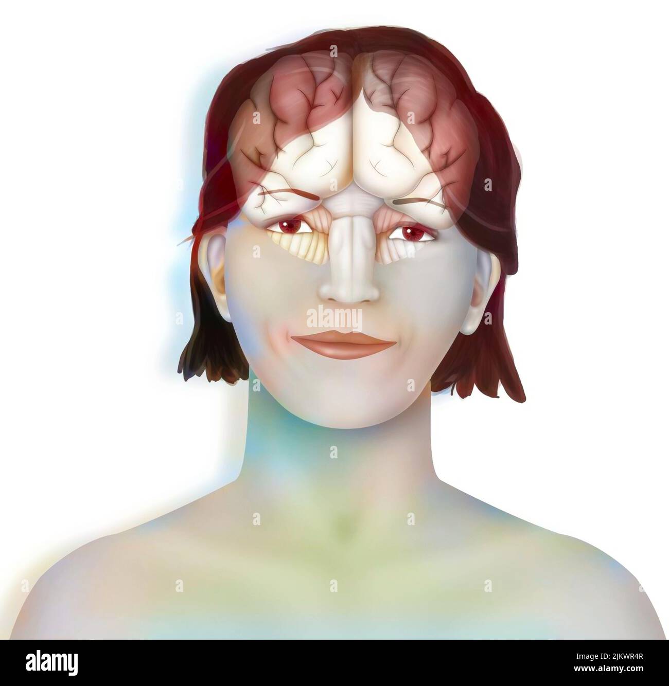 Cervello (emisferi cerebrali destro e sinistro, cervelletto e tronco cerebrale) nel volto di una donna. Foto Stock