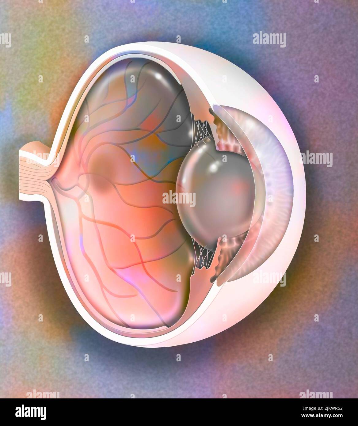 Vista sagittale dell'anatomia dell'occhio che mostra lente, retina, cornea, iride, coroide. Foto Stock