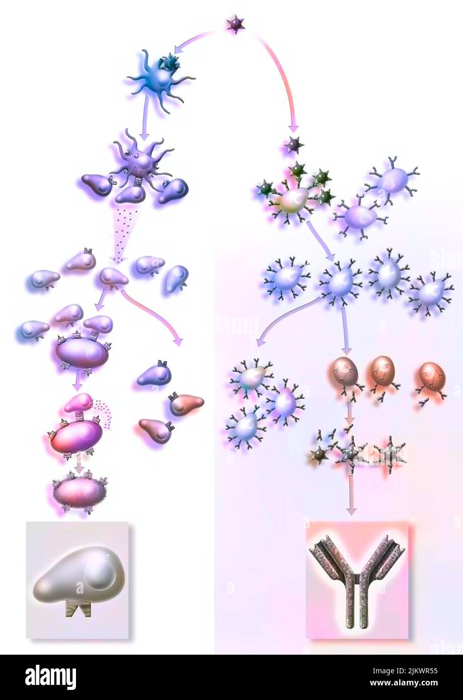 Reazione immunitaria grazie ai linfociti T CD8 (a sinistra) e alla produzione di anticorpi (a destra). Foto Stock
