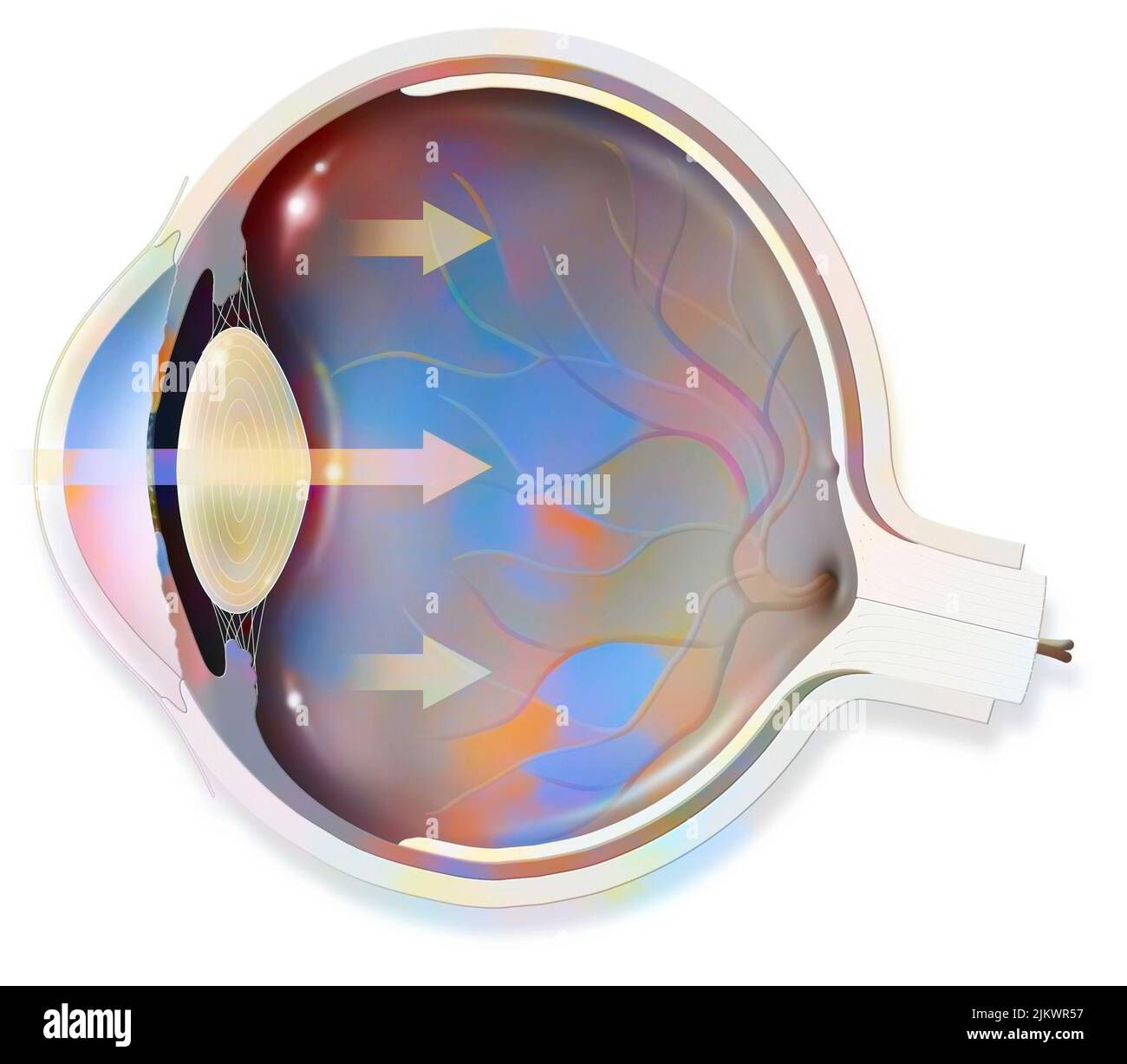 Anatomia dell'occhio le cui frecce rappresentano la luce e rivelano la lente, retina, cornea, iride, coroide. Foto Stock