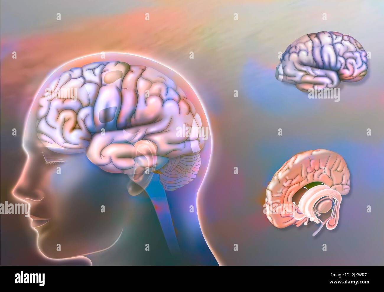 Aree cerebrali dell'emisfero sinistro e destro e strutture della linea mediana. Foto Stock